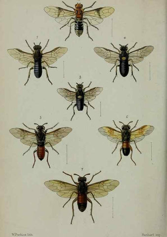 Reproducción/Reproduction 9515550225: Proceedings of the Zoological Society of London.. London :Academic Press, [etc.],1833-1965.