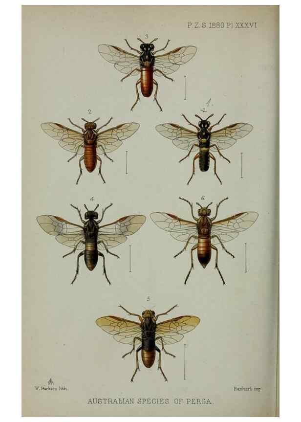 Reproducción/Reproduction 9515551535: Proceedings of the Zoological Society of London.. London :Academic Press, [etc.],1833-1965.