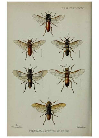 Reproducción/Reproduction 9515551535: Proceedings of the Zoological Society of London.. London :Academic Press, [etc.],1833-1965.