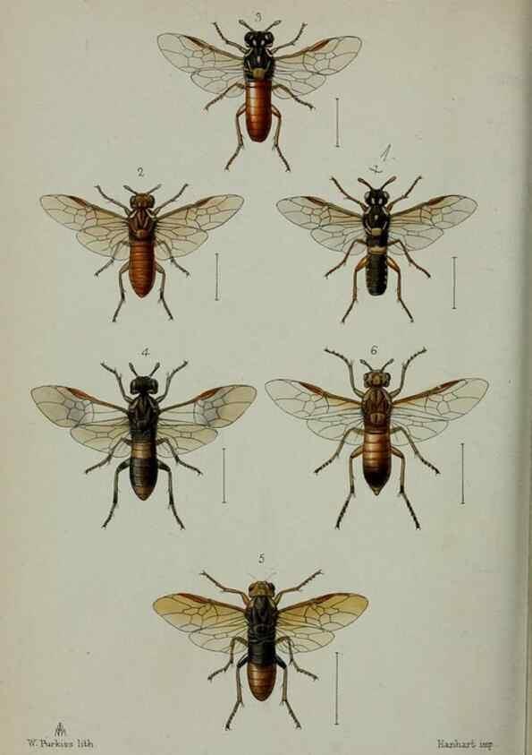 Reproducción/Reproduction 9515551535: Proceedings of the Zoological Society of London.. London :Academic Press, [etc.],1833-1965.
