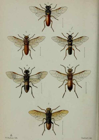 Reproducción/Reproduction 9515551535: Proceedings of the Zoological Society of London.. London :Academic Press, [etc.],1833-1965.