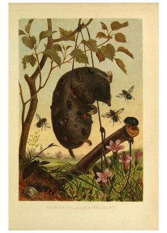 Reproducción/Reproduction 9524144162: Die Insekten, Tausendfüssler und Spinnen.. Leipzig,Bibliographische Institut,1877.
