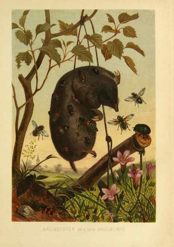 Reproducción/Reproduction 9524144162: Die Insekten, Tausendfüssler und Spinnen.. Leipzig,Bibliographische Institut,1877.