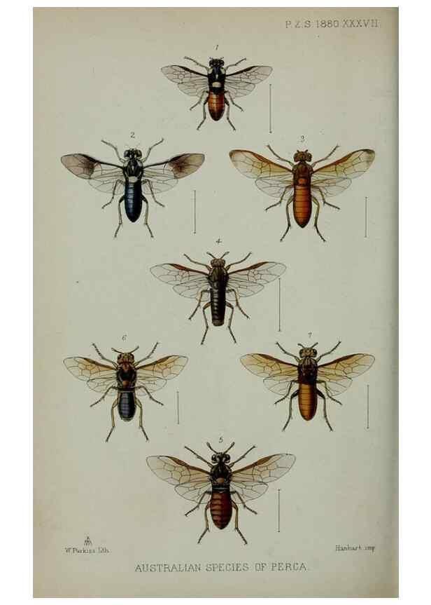 Reproducción/Reproduction 9515553183: Proceedings of the Zoological Society of London.. London :Academic Press, [etc.],1833-1965.
