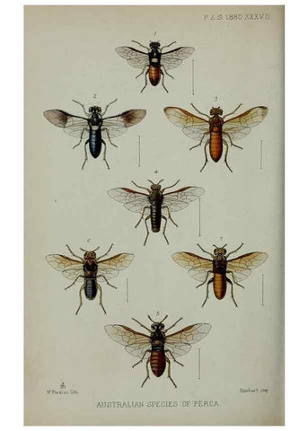 Reproducción/Reproduction 9515553183: Proceedings of the Zoological Society of London.. London :Academic Press, [etc.],1833-1965.