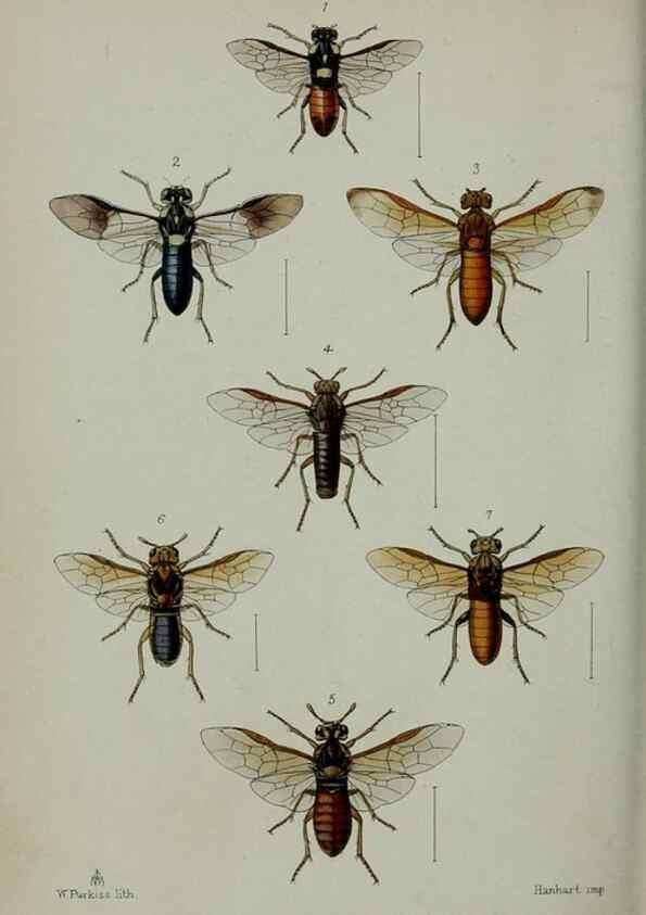 Reproducción/Reproduction 9515553183: Proceedings of the Zoological Society of London.. London :Academic Press, [etc.],1833-1965.
