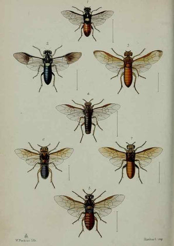Reproducción/Reproduction 9515553183: Proceedings of the Zoological Society of London.. London :Academic Press, [etc.],1833-1965.