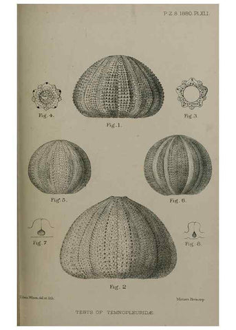 Reproducción/Reproduction 9518349520: Proceedings of the Zoological Society of London.. London :Academic Press, [etc.],1833-1965.