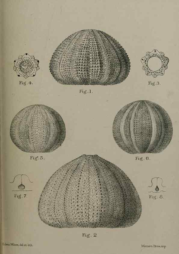 Reproducción/Reproduction 9518349520: Proceedings of the Zoological Society of London.. London :Academic Press, [etc.],1833-1965.