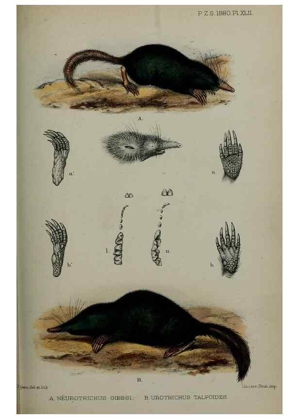 Reproducción/Reproduction 9515559855: Proceedings of the Zoological Society of London.. London :Academic Press, [etc.],1833-1965.