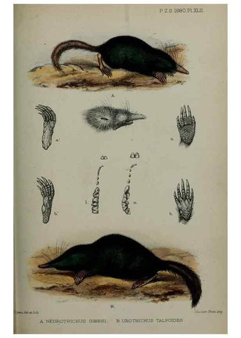 Reproducción/Reproduction 9515559855: Proceedings of the Zoological Society of London.. London :Academic Press, [etc.],1833-1965.