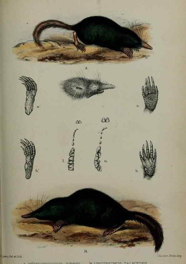 Reproducción/Reproduction 9515559855: Proceedings of the Zoological Society of London.. London :Academic Press, [etc.],1833-1965.