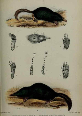 Reproducción/Reproduction 9515559855: Proceedings of the Zoological Society of London.. London :Academic Press, [etc.],1833-1965.