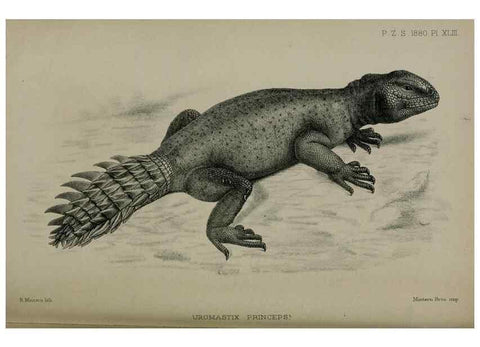 Reproducción/Reproduction 9518352240: Proceedings of the Zoological Society of London.. London :Academic Press, [etc.],1833-1965.