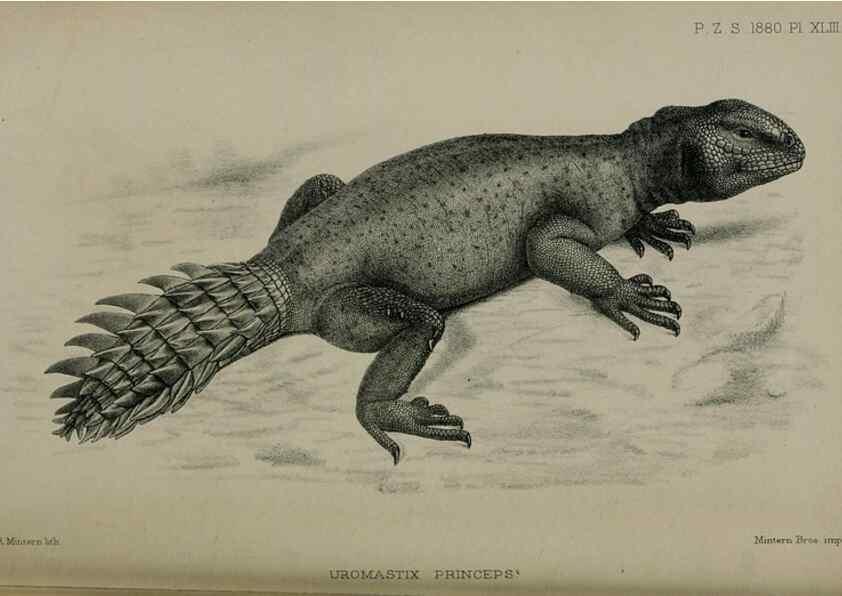 Reproducción/Reproduction 9518352240: Proceedings of the Zoological Society of London.. London :Academic Press, [etc.],1833-1965.