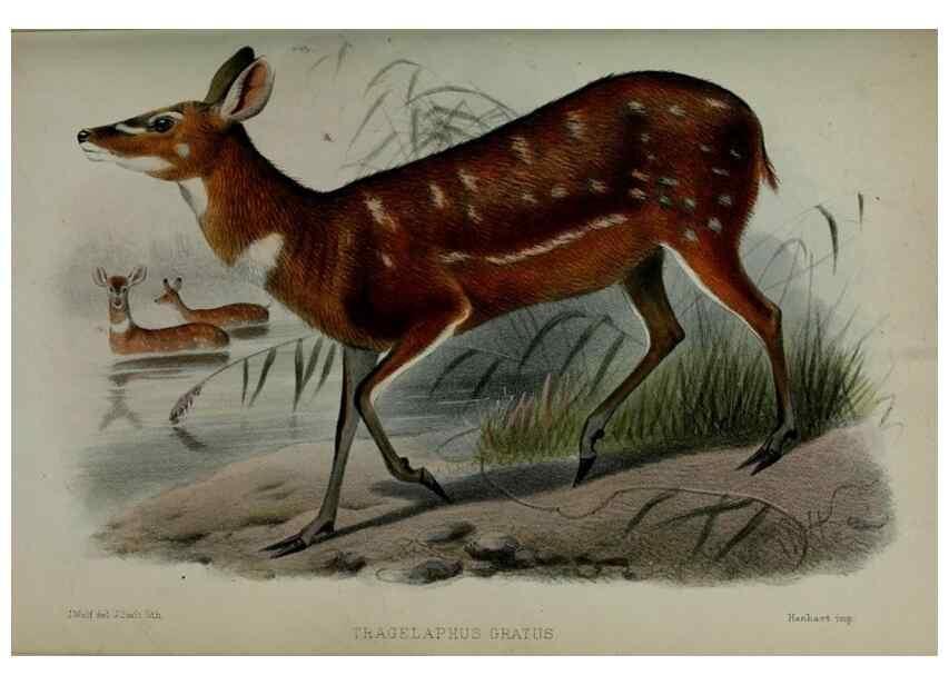 Reproducción/Reproduction 9518353712: Proceedings of the Zoological Society of London.. London :Academic Press, [etc.],1833-1965.