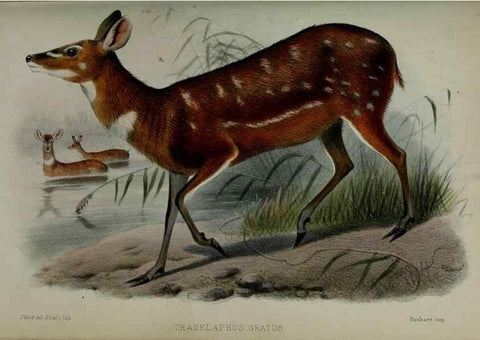 Reproducción/Reproduction 9518353712: Proceedings of the Zoological Society of London.. London :Academic Press, [etc.],1833-1965.