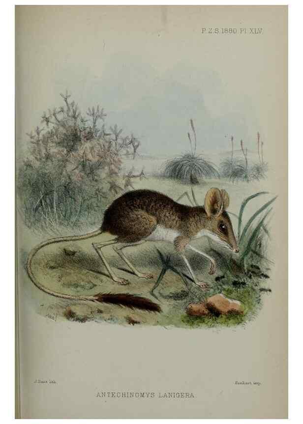 Reproducción/Reproduction 9515563993: Proceedings of the Zoological Society of London.. London :Academic Press, [etc.],1833-1965.