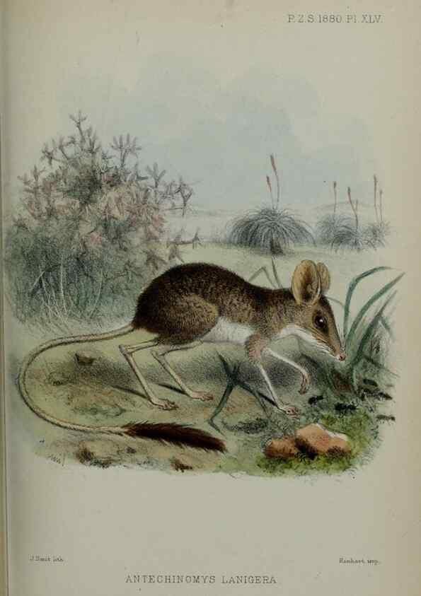 Reproducción/Reproduction 9515563993: Proceedings of the Zoological Society of London.. London :Academic Press, [etc.],1833-1965.