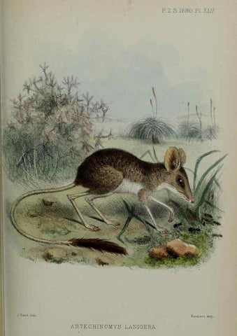 Reproducción/Reproduction 9515563993: Proceedings of the Zoological Society of London.. London :Academic Press, [etc.],1833-1965.
