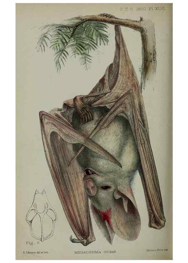 Reproducción/Reproduction 9515565801: Proceedings of the Zoological Society of London.. London :Academic Press, [etc.],1833-1965.