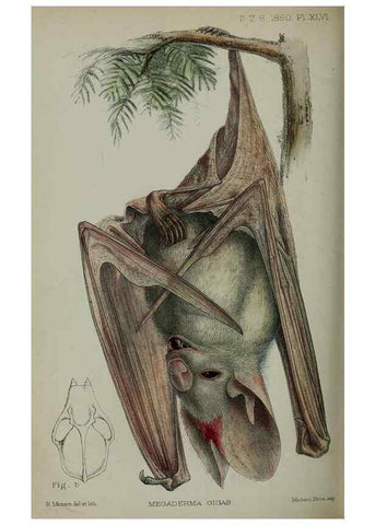 Reproducción/Reproduction 9515565801: Proceedings of the Zoological Society of London.. London :Academic Press, [etc.],1833-1965.