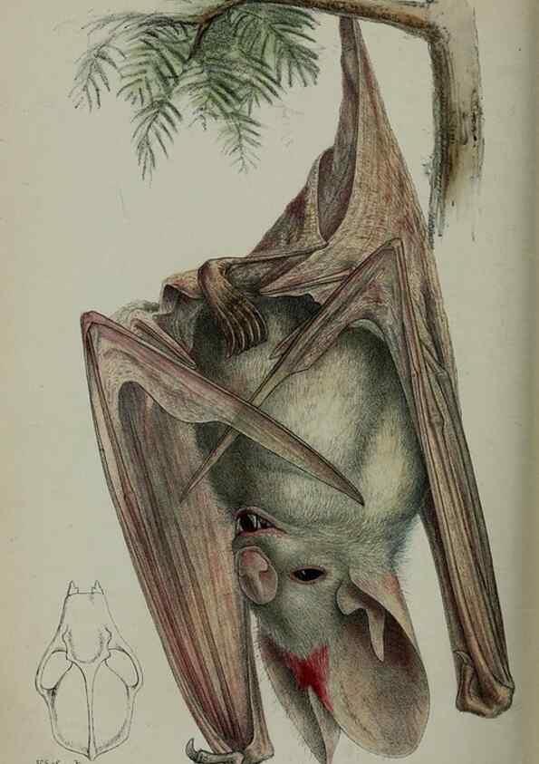Reproducción/Reproduction 9515565801: Proceedings of the Zoological Society of London.. London :Academic Press, [etc.],1833-1965.