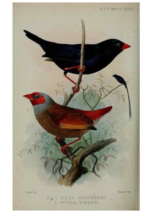 Reproducción/Reproduction 9518358114: Proceedings of the Zoological Society of London.. London :Academic Press, [etc.],1833-1965.
