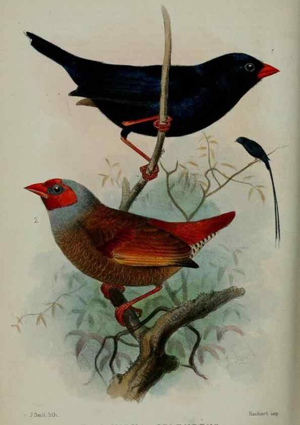 Reproducción/Reproduction 9518358114: Proceedings of the Zoological Society of London.. London :Academic Press, [etc.],1833-1965.