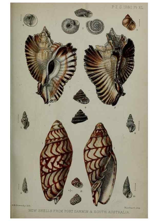 Reproducción/Reproduction 9515557297: Proceedings of the Zoological Society of London.. London :Academic Press, [etc.],1833-1965.