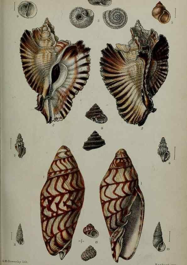 Reproducción/Reproduction 9515557297: Proceedings of the Zoological Society of London.. London :Academic Press, [etc.],1833-1965.