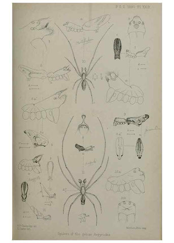 Reproducción/Reproduction 9515542299: Proceedings of the Zoological Society of London.. London :Academic Press, [etc.],1833-1965.