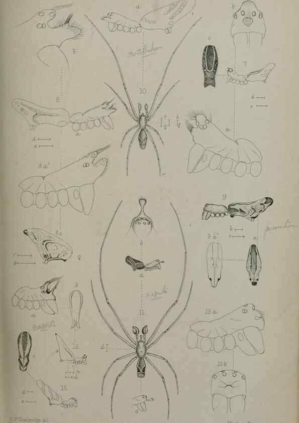 Reproducción/Reproduction 9515542299: Proceedings of the Zoological Society of London.. London :Academic Press, [etc.],1833-1965.