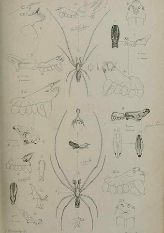Reproducción/Reproduction 9515542299: Proceedings of the Zoological Society of London.. London :Academic Press, [etc.],1833-1965.