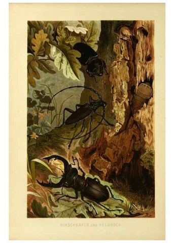 Reproducción/Reproduction 9524145828: Die Insekten, Tausendfüssler und Spinnen.. Leipzig,Bibliographische Institut,1877.