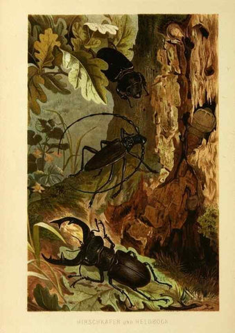 Reproducción/Reproduction 9524145828: Die Insekten, Tausendfüssler und Spinnen.. Leipzig,Bibliographische Institut,1877.