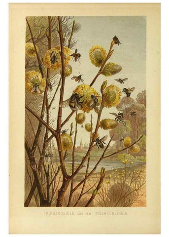 Reproducción/Reproduction 9521365173: Die Insekten, Tausendfüssler und Spinnen.. Leipzig,Bibliographische Institut,1877.