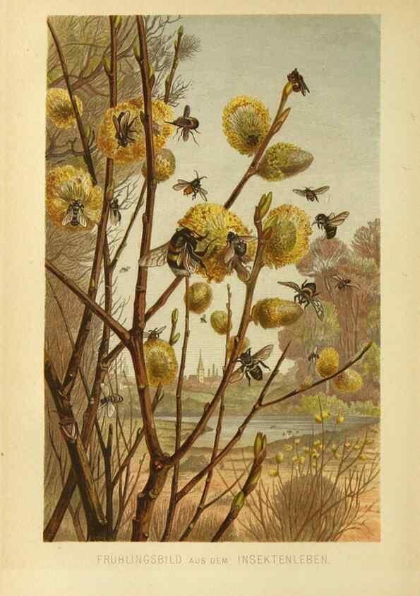 Reproducción/Reproduction 9521365173: Die Insekten, Tausendfüssler und Spinnen.. Leipzig,Bibliographische Institut,1877.