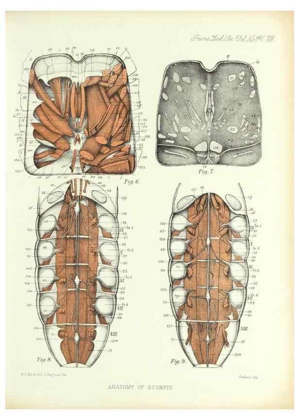 Reproducción/Reproduction 9563285534: On the muscular and endoskeletal systems of Limulus and Scorpio;. n.p.[1883?]