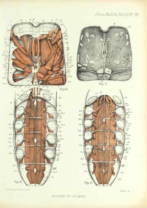 Reproducción/Reproduction 9563285534: On the muscular and endoskeletal systems of Limulus and Scorpio;. n.p.[1883?]