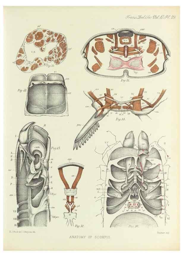 Reproducción/Reproduction 9563286376: On the muscular and endoskeletal systems of Limulus and Scorpio;. n.p.[1883?]