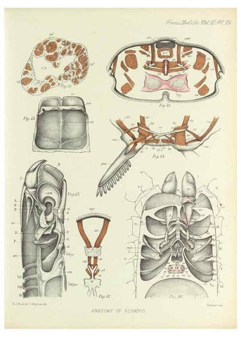 Reproducción/Reproduction 9563286376: On the muscular and endoskeletal systems of Limulus and Scorpio;. n.p.[1883?]