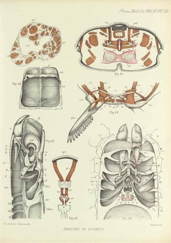 Reproducción/Reproduction 9563286376: On the muscular and endoskeletal systems of Limulus and Scorpio;. n.p.[1883?]