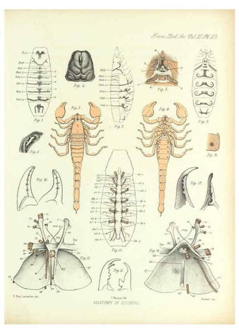 Reproducción/Reproduction 9563287182: On the muscular and endoskeletal systems of Limulus and Scorpio;. n.p.[1883?]
