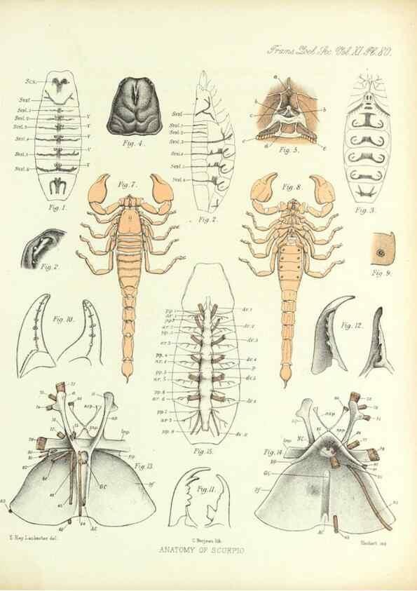 Reproducción/Reproduction 9563287182: On the muscular and endoskeletal systems of Limulus and Scorpio;. n.p.[1883?]
