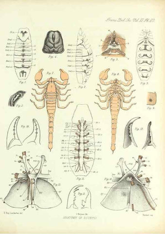 Reproducción/Reproduction 9563287182: On the muscular and endoskeletal systems of Limulus and Scorpio;. n.p.[1883?]