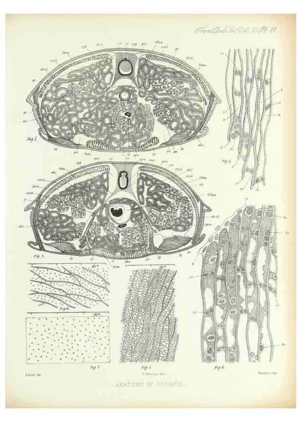 Reproducción/Reproduction 9560498943: On the muscular and endoskeletal systems of Limulus and Scorpio;. n.p.[1883?]