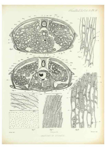 Reproducción/Reproduction 9560498943: On the muscular and endoskeletal systems of Limulus and Scorpio;. n.p.[1883?]