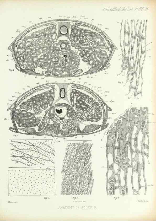 Reproducción/Reproduction 9560498943: On the muscular and endoskeletal systems of Limulus and Scorpio;. n.p.[1883?]