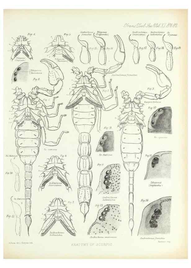 Reproducción/Reproduction 9563288890: On the muscular and endoskeletal systems of Limulus and Scorpio;. n.p.[1883?]